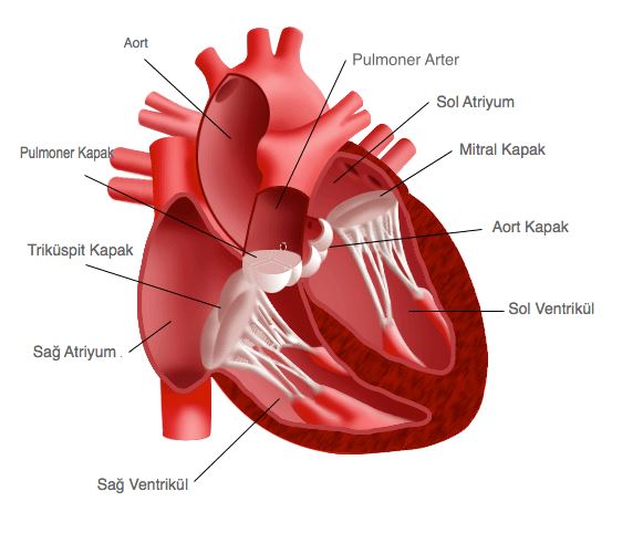 Kalp Nedir Kalbin Yap S Ve G Revleri