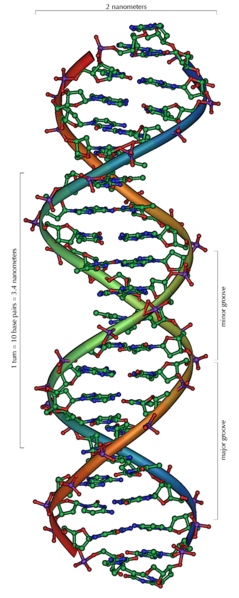 Ad:  DNA_Overview.png
Gsterim: 386
Boyut:  138.2 KB