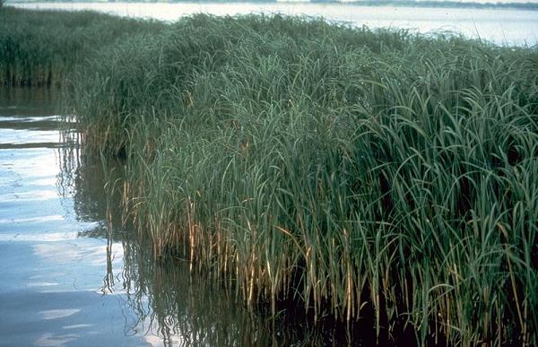 Ad:  Spartina_alterniflora.jpg
Gsterim: 232
Boyut:  55.8 KB