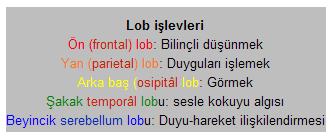 Ad:  beyin loblar.JPG
Gsterim: 1852
Boyut:  11.3 KB