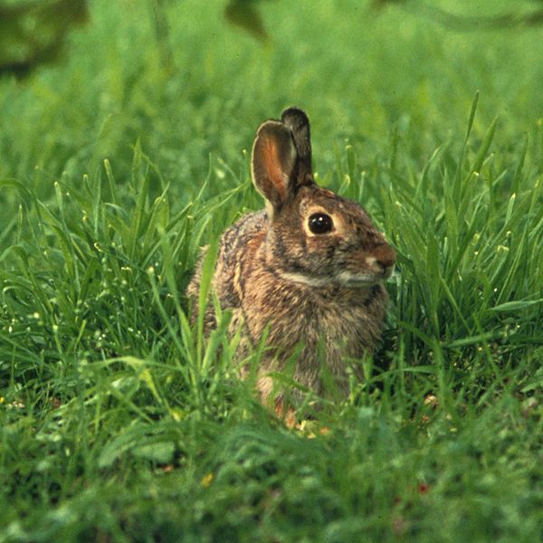 Ad:  600px-Sylvilagus_floridanus.jpg
Gsterim: 190
Boyut:  69.8 KB