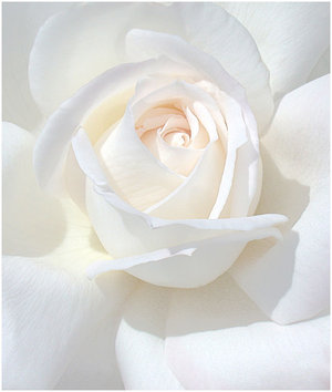 Ad:  WHITE_ROSE_by_THOM_B_FOTO.jpg
Gsterim: 1140
Boyut:  16.3 KB