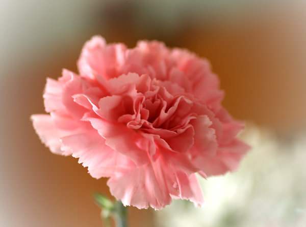 Ad:  Pink_Carnation_by_artstarter.jpg
Gsterim: 996
Boyut:  34.9 KB