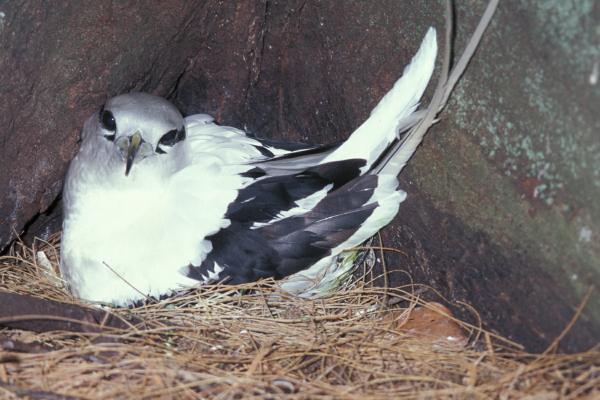 Ad:  Ak kuyruklu tropik kuu (Phaethon lepturus).jpg
Gsterim: 297
Boyut:  42.2 KB