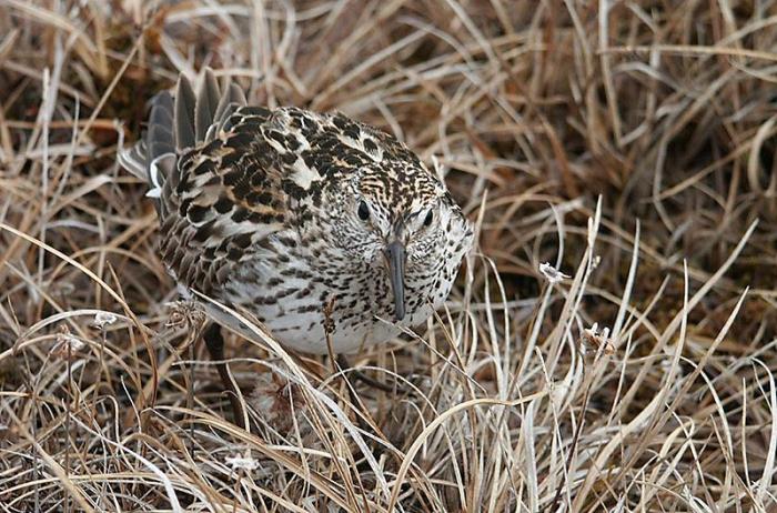 Ad:  White-rumped_Sandpiper.jpg
Gsterim: 201
Boyut:  88.1 KB