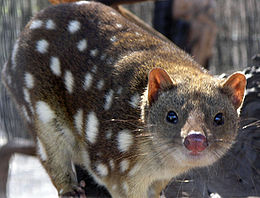 Ad:  260px-SpottedQuoll_2005_SeanMcClean.jpg
Gsterim: 139
Boyut:  17.2 KB