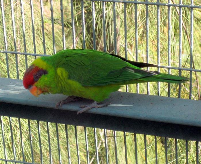 Ad:  734px-Iris_Lorikeet_(Psitteuteles_iris)_-in_cage.jpg
Gsterim: 301
Boyut:  86.5 KB