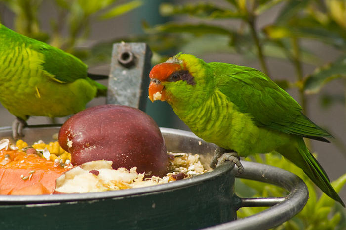 Ad:  800px-Iris_Lorikeet_(Psitteuteles_iris)2_-San_Diego_Zoo.jpg
Gsterim: 225
Boyut:  57.0 KB