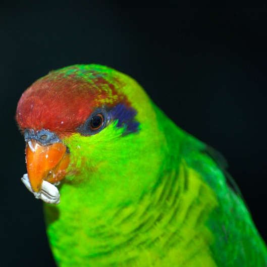 Ad:  Iris_Lorikeet_(Psitteuteles_iris)_-upper_body-6-2c.jpg
Gsterim: 212
Boyut:  316.8 KB