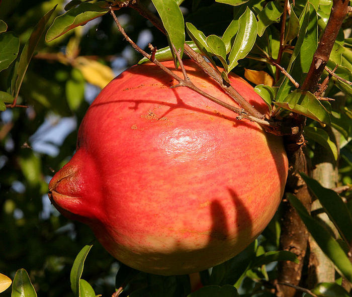 Ad:  711px-Pomegranate_fruit.jpg
Gsterim: 225
Boyut:  97.0 KB