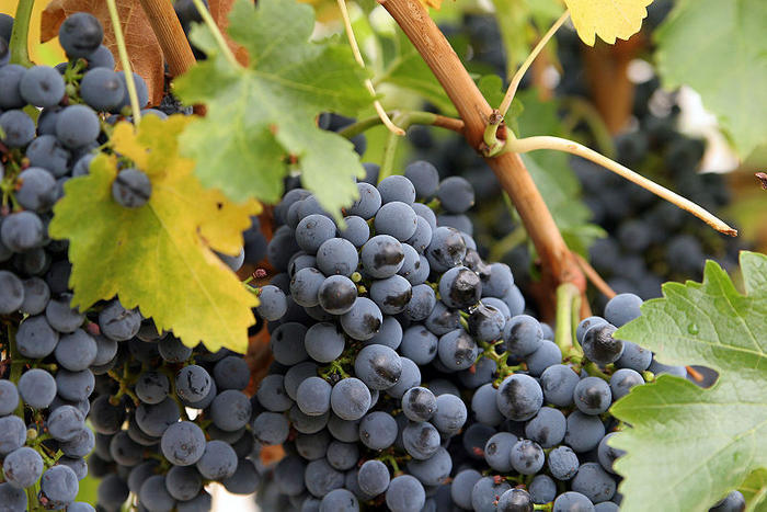 Ad:  800px-Close_up_grapes.jpg
Gsterim: 1002
Boyut:  75.7 KB