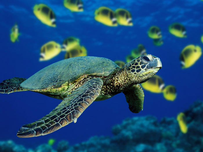 Ad:  Vista 5342 - Green Sea Turtle.jpg
Gsterim: 138
Boyut:  58.0 KB