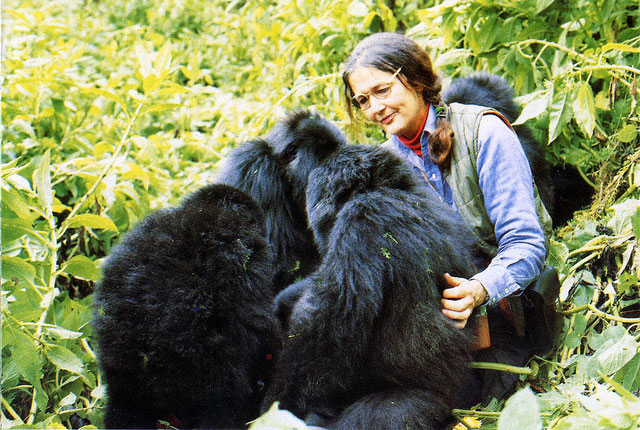 Dian fossey презентация