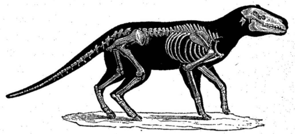 Ad:  Anoplotherium.jpg
Gsterim: 170
Boyut:  96.4 KB