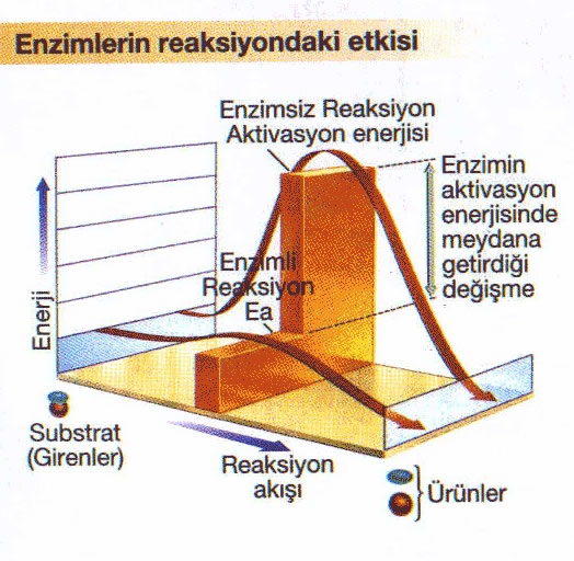 Ad:  enerji2.jpg
Gsterim: 1011
Boyut:  74.7 KB