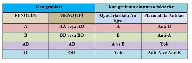 Kan Grupları Ve Kan Grubu Uyumları