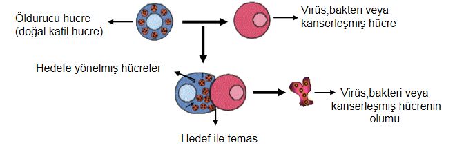 Bağışıklık Sistem Nedir - Bağışıklık Sisteminin Yapısı Ve Görevleri