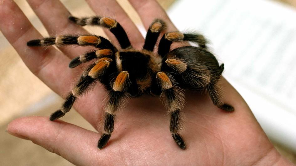 Tarantula (Theraphosidae)