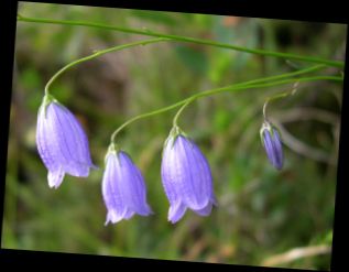 Ad:  Campanula cespitosa.jpg
Gsterim: 2448
Boyut:  11.9 KB