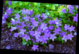 Ad:  Campanula Portenschlagiana.jpg
Gsterim: 1116
Boyut:  20.1 KB