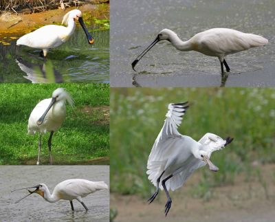 Ad:  Kak Kuu (Platalea leucordia).jpg
Gsterim: 489
Boyut:  26.9 KB