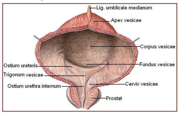 Мочевой на латинском. Мочевой пузырь (Vesica urinaria). Apex Vesicae urinariae. Cervix Vesicae urinariae.