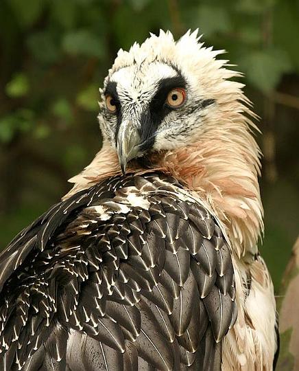 Sakalli Akbaba Gypaetus Barbatus