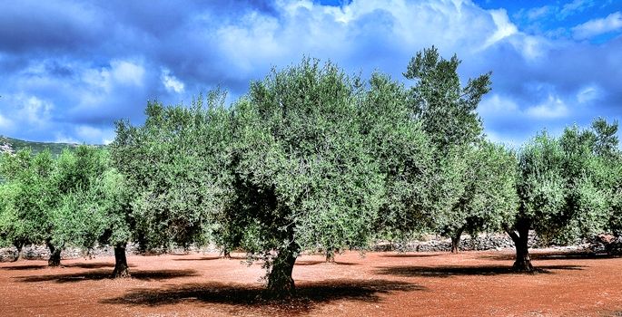 Zeytin (Olea Europaea)