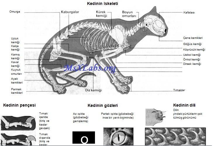 Kedi (Felis catus) Sayfa 2