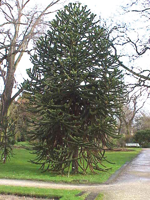 Ad:  Araucaria_araucana1.jpg
Gsterim: 427
Boyut:  112.7 KB